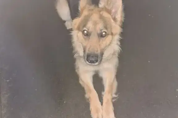 Пропала овчарка, Елец, Липецкая обл.