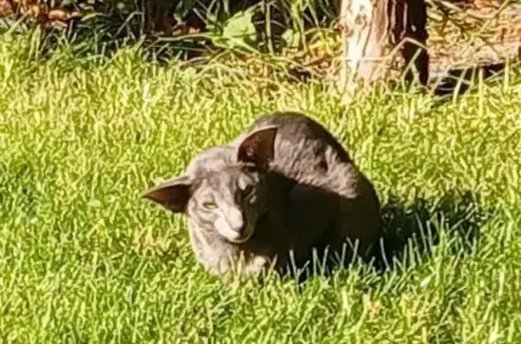 Кошка найдена: Калининград, обл.