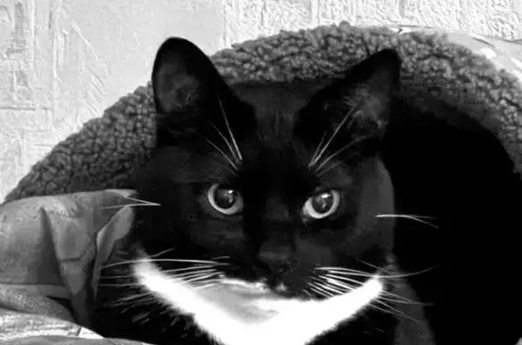 Кошки потеряшки, Виллозское городское поселение, фото: Потеряшка кошка, Виллозское пос. 14