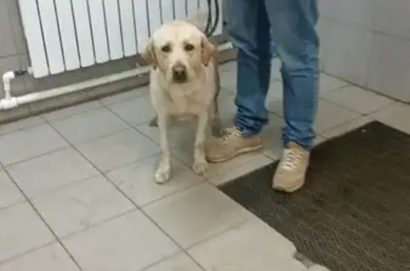 Найдена собака, Ярославль, фото: Найдена собака, Ярославль, Машиностроителей, 54