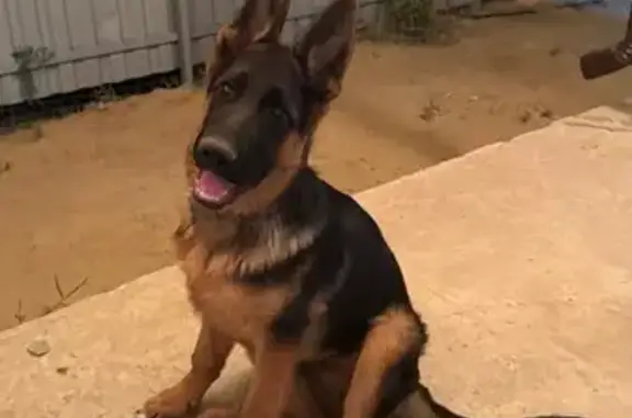 Пропала овчарка, Началово, Астрахань