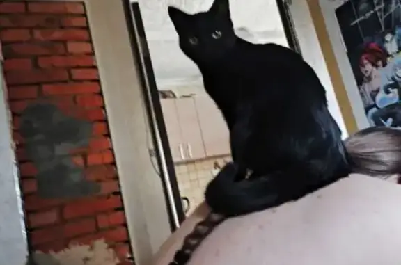 Кошки потеряшки, Благовещенск, фото: Потеряшка кошка, Северная ул. 300, Благ.