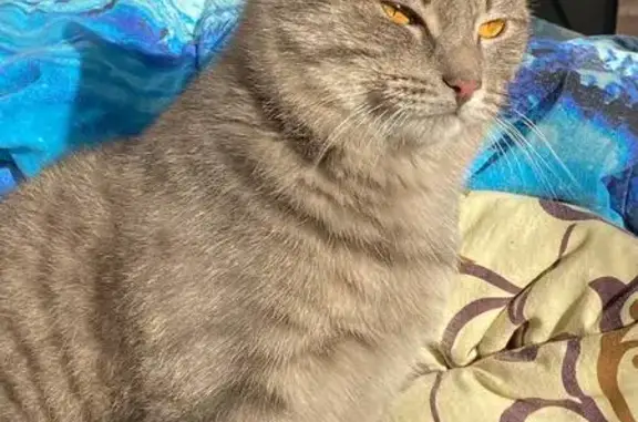 Кошки потеряшки, Нижнеудинск, фото: Потеряшка кот Лунтик, ул. Свердлова 114, Н-удинск