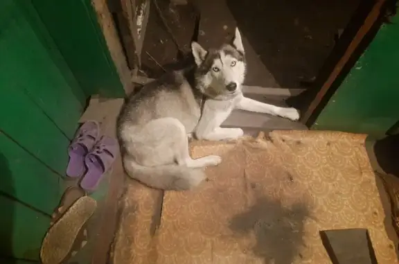 Пропала собака, Пролетарская 168А, Кызыл