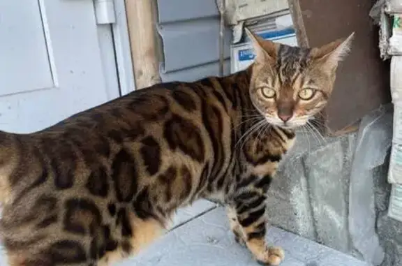 Пропала кошка Мия, ЕКАД «Восток»