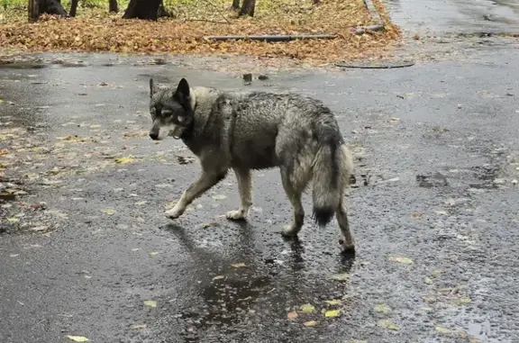 Собака с разными глазами на Кусковской, 16