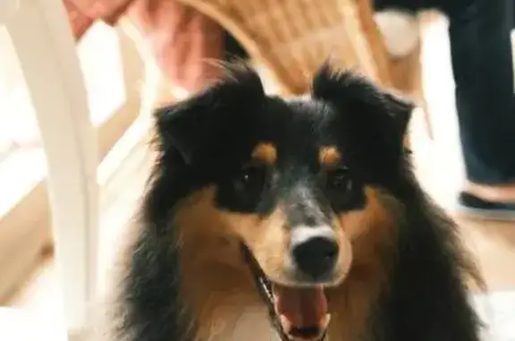 Собаки потеряшки, Колпино, фото: Потеряшка собака на Тверской, 33, Колпино