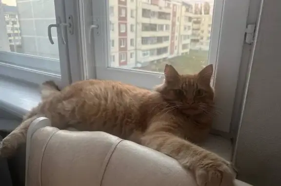 Найдена кошка, Саранск, фото: Кошка найдена: Студенческая ул., Саранск