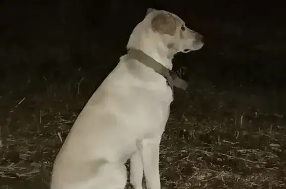 Найдена собака, Саратовская область, фото: Собака найдена в Саратове, Саратовская обл.