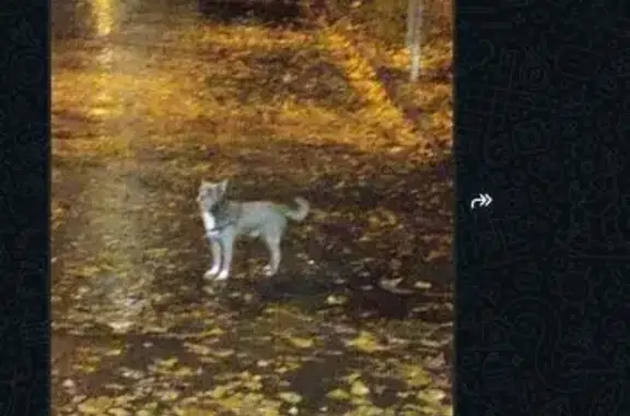 Найдена собака, Москва, фото: Собака найдена: ул. Островитянова, 16 к4