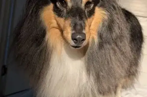 Собаки потеряшки, Колпино, фото: Потеряшка собака, ул. Ижорского Батальона