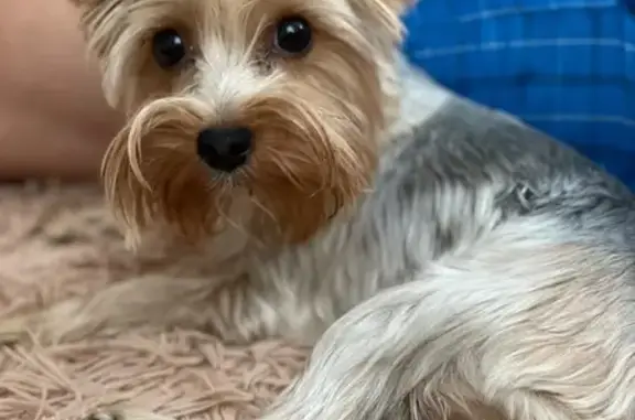 Собаки потеряшки, Волгоград, фото: Потеряшка собака, ул. Сухова, 19, Волгоград