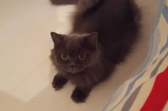 Кошки потеряшки, Менделеевск, фото: Потеряшка кошка, Речная ул., 15, Менделеевск