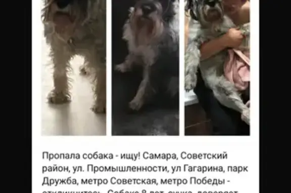 Собаки потеряшки, Самара, фото: Потеряшка собака, ул. Промышленности 313