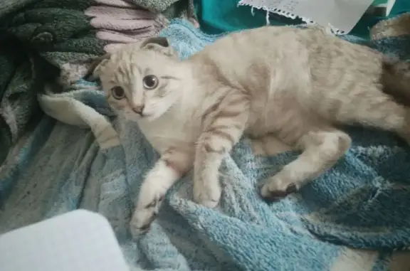 Пропала кошка, ул. Ковалевской, 16А, Ревда