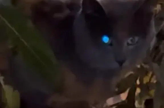 Найдена кошка, Екатеринбург, фото: Найдена кошка, Шефская ул., Екатеринбург