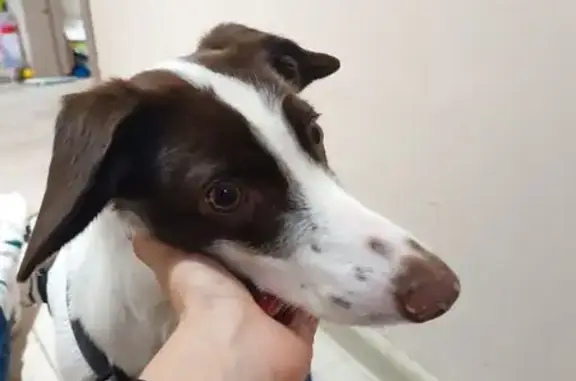 Найдена собака, Воронежская область, фото: Собака найдена в Воронеже, Воронежская обл.