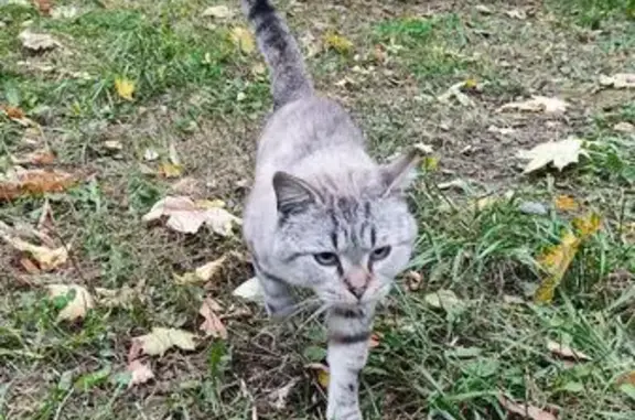 Найдена кошка, , фото: Кошка найдена у подъезда, Бирюзова 10