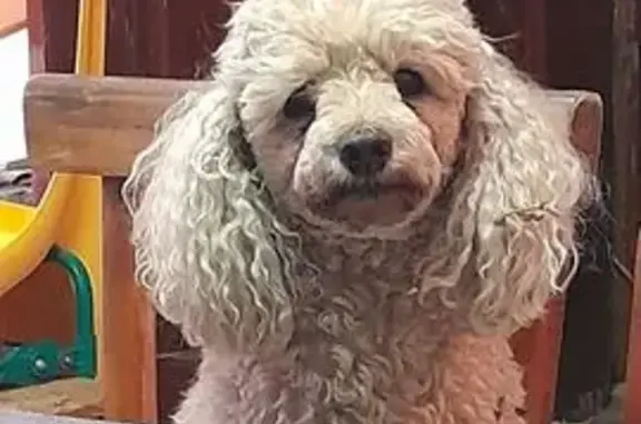 Собаки потеряшки, Волжский, фото: Потеряшка собака Персик, Волжский, Ленина 86