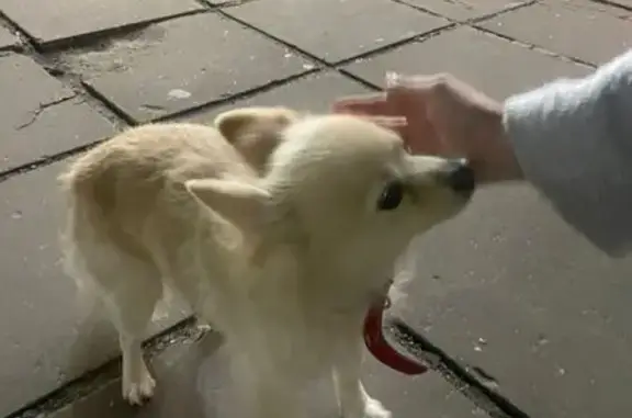 Найдена собака, Чебоксары, фото: Собака найдена: ул. 139-й Стрелковой Дивизии