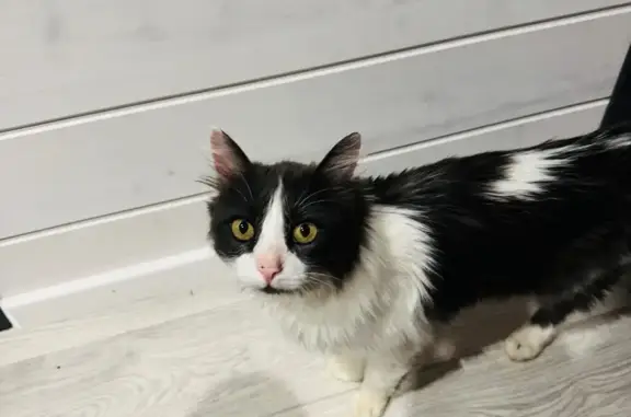 Найдена кошка, , фото: Кошка найдена в Бахчисарае, ул. 87