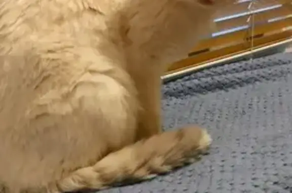 Кошки потеряшки, Дружино, фото: Потеряшка кошка на Тепличной улице, Дружино