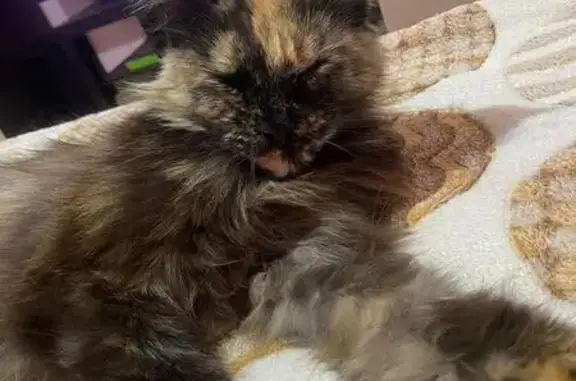 Пропала кошка, Пролетарская 19, Витязево