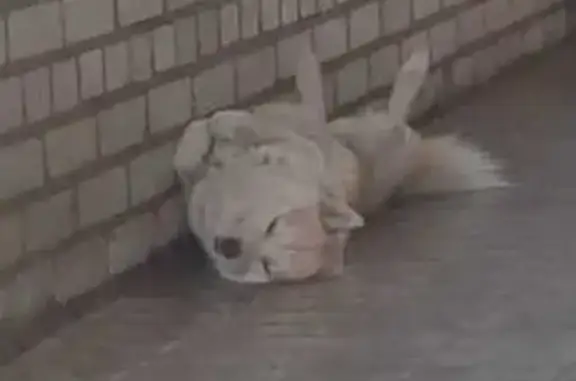 Пропала собака, ул. 39-й Гвард. див., 109