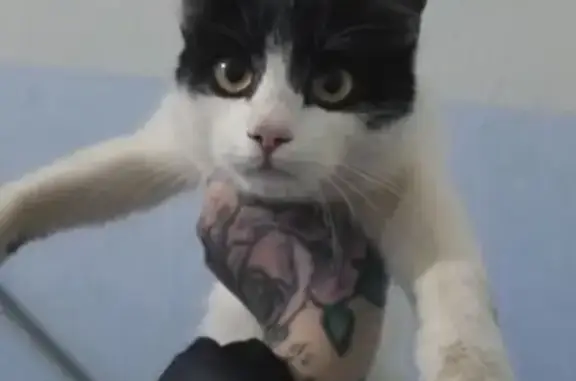 Кошка найдена: Воронеж, Димитрова 155