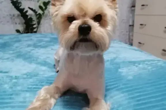 Собаки потеряшки, Екатеринбург, фото: Потеряшка собака, ул. Бакинских Комиссаров, 127