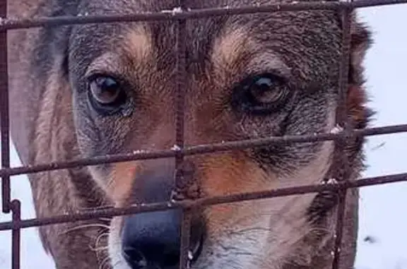 Пропала собака, Тульский проезд, Тамбов