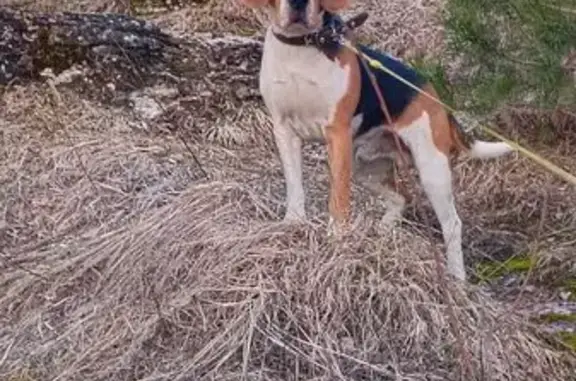 Пропала собака, Подолешье, Гдовский р-н