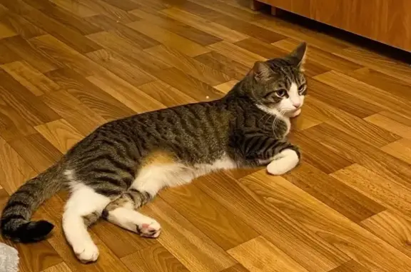 Пропала кошка, Орловская обл.