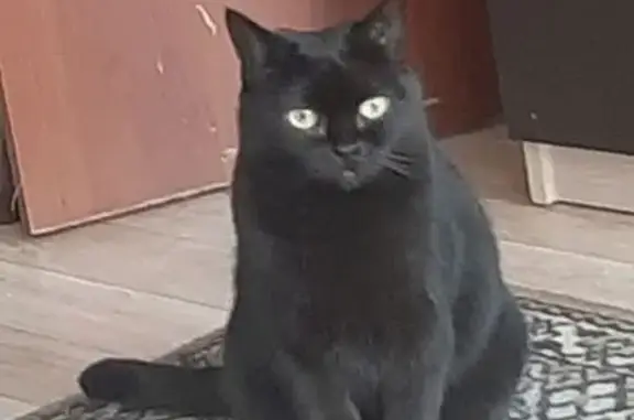 Пропала кошка, ул. Энгельса, 1, Слободской