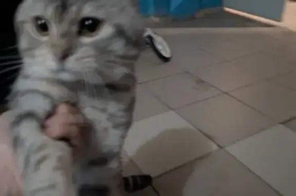 Найдена кошка, Уфа, фото: Кошка найдена на ул. Зайнаб Биишевой, Уфа