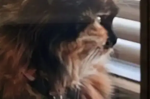 Пропала кошка, ул. Доваторцев, 82/2