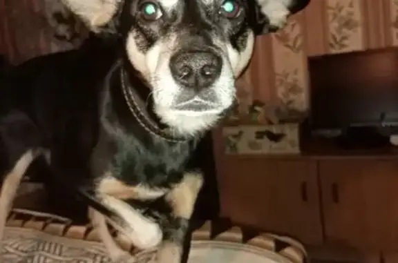 Собаки потеряшки, , фото: Потеряшка собака, Советская ул., Липецк