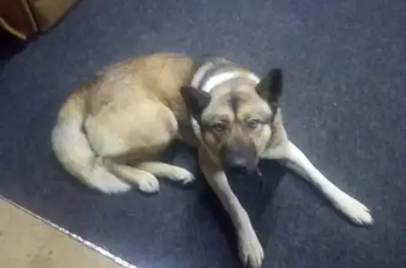 Пропала собака в Тямшанской волости