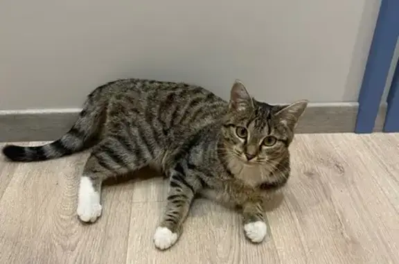 Кошка найдена: ул. Громова, 26, Екатеринбург