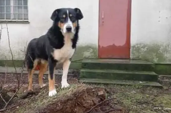 Пропала собака, ул. Колобова 21, Севастополь