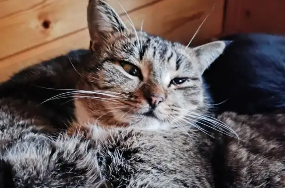 Пропала кошка в Куприяновском поселении