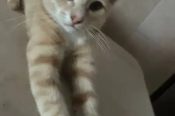 Пропала кошка: Новоюжная ул., Тамбов