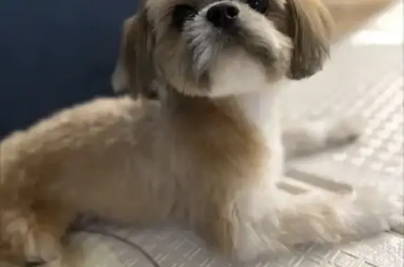 Пропала собака, 1-я Курская ул., Орёл