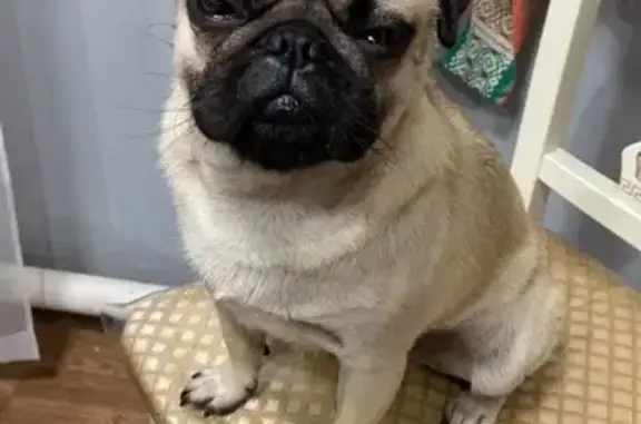 Пропала собака, ул. Солнг, Элиста