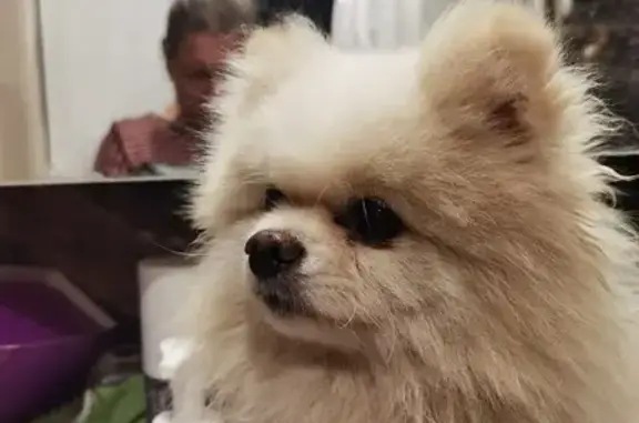 Найдена собака, Москва, фото: Собака найдена: Ленинградское ш., 194, Мск