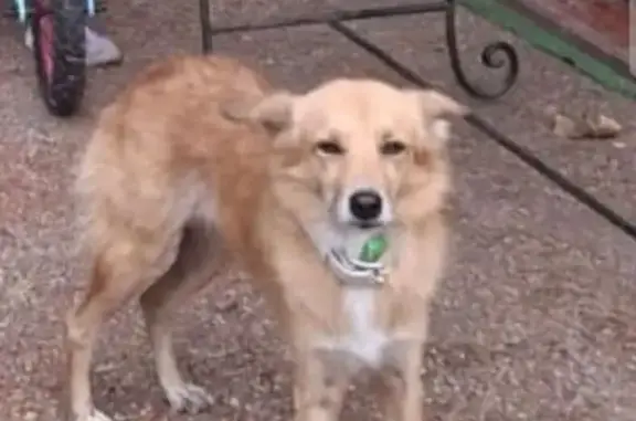 Собаки потеряшки, , фото: Потеряшка собака на А-290, Вышестеблиевское