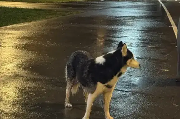 Найдена собака, Большая Академическая, 12/18