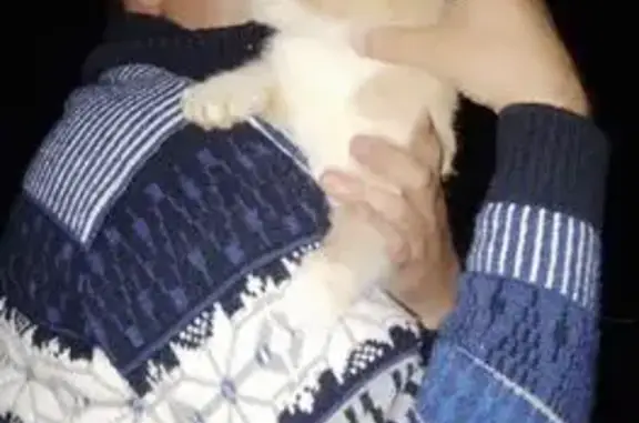 Найдена кошка, , фото: Кошка найдена: Яблоневая, 2, Садовый