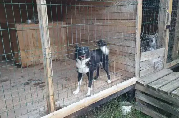 Собаки потеряшки, Вологодская область, фото: Потеряшка собака в Воскресенском, Вологда