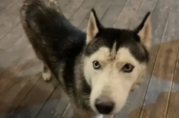 Найдена собака, Ивановская область, фото: Найдена хаски, Кохма, Ивановская область